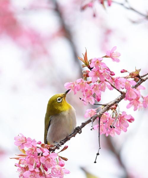 一朵花和一只鸟的寓意是什么？它们在文化中代表什么意义？