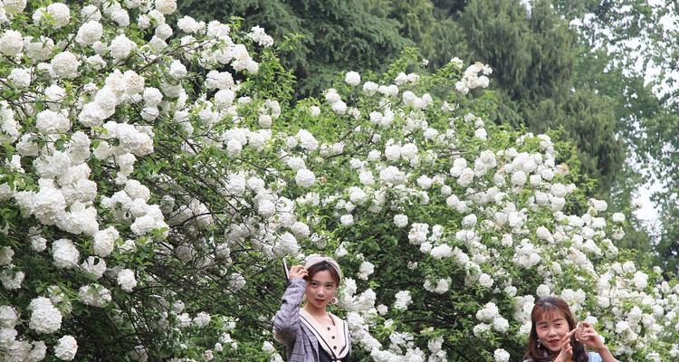 漫步沙滩花语是什么？沙滩上的花语代表了什么含义？
