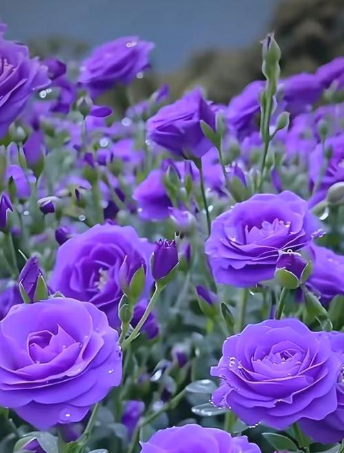 什么花象征成长？成长花朵的含义是什么？