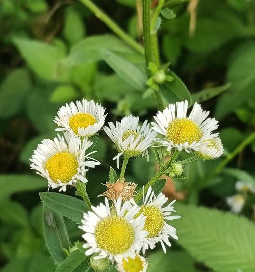 什么花象征成长？成长花朵的含义是什么？