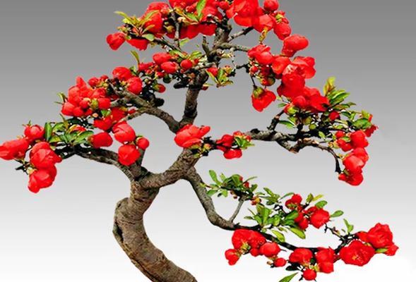 什么花象征成长？成长花朵的含义是什么？