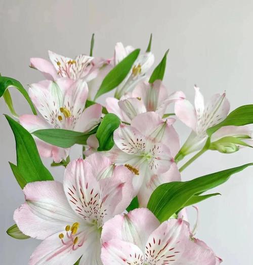 百合花的花语和寓意粉含义是什么？