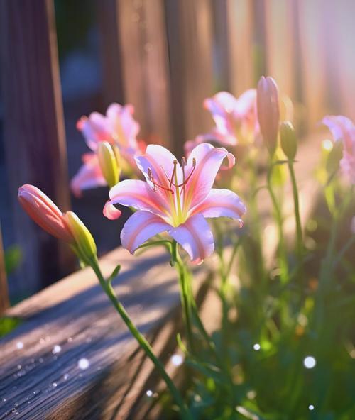 百合花的花语和寓意粉含义是什么？