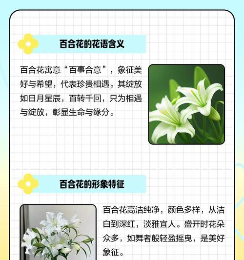 百合花的花语和寓意粉含义是什么？