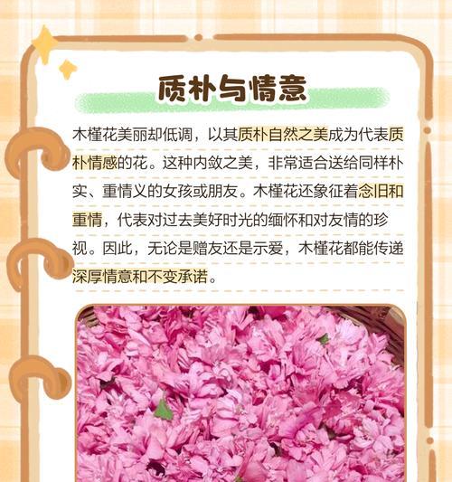 什么花语代表温柔内敛？如何挑选表达温柔的花朵？