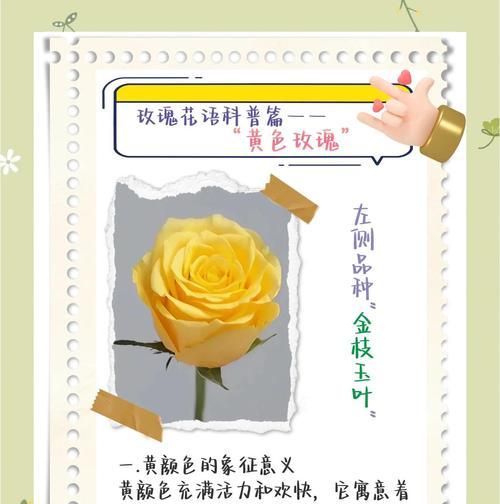 撒玫瑰花的预兆和寓意是什么？如何正确解读这一浪漫行为？