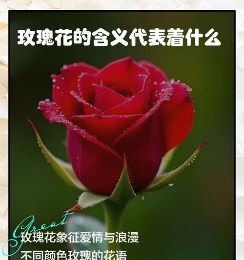 什么花寓意耀眼的爱情？揭秘最能代表热烈爱情的花卉！
