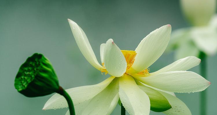 什么花寓意耀眼的爱情？揭秘最能代表热烈爱情的花卉！