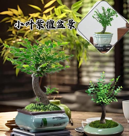 盆景紫檀花语是什么？如何理解盆景紫檀的象征意义？