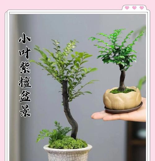 盆景紫檀花语是什么？如何理解盆景紫檀的象征意义？