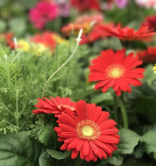 末路之美代表什么花？它的花语和寓意是什么？
