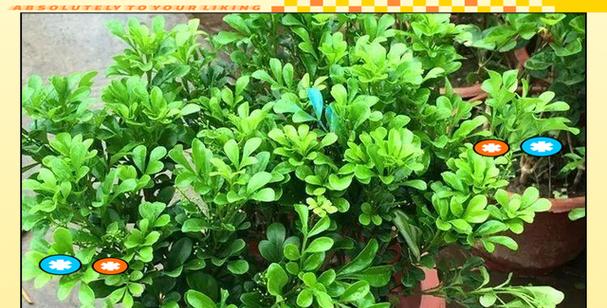 米兰花语是什么意思？米兰花的象征意义有哪些？