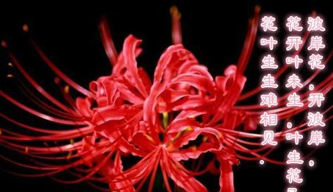 不能相聚的花语是什么？花语中隐藏的含义有哪些？