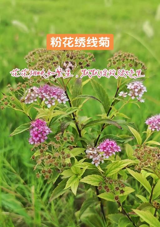 象征着战斗的花是什么花？这种花的含义和特点是什么？