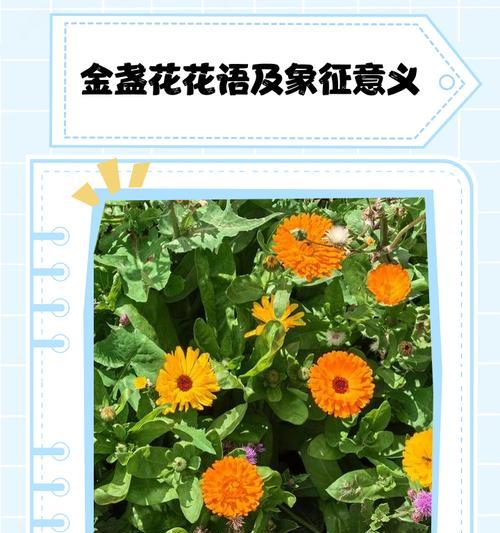 象征着战斗的花是什么花？这种花的含义和特点是什么？