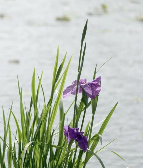 象征着战斗的花是什么花？这种花的含义和特点是什么？