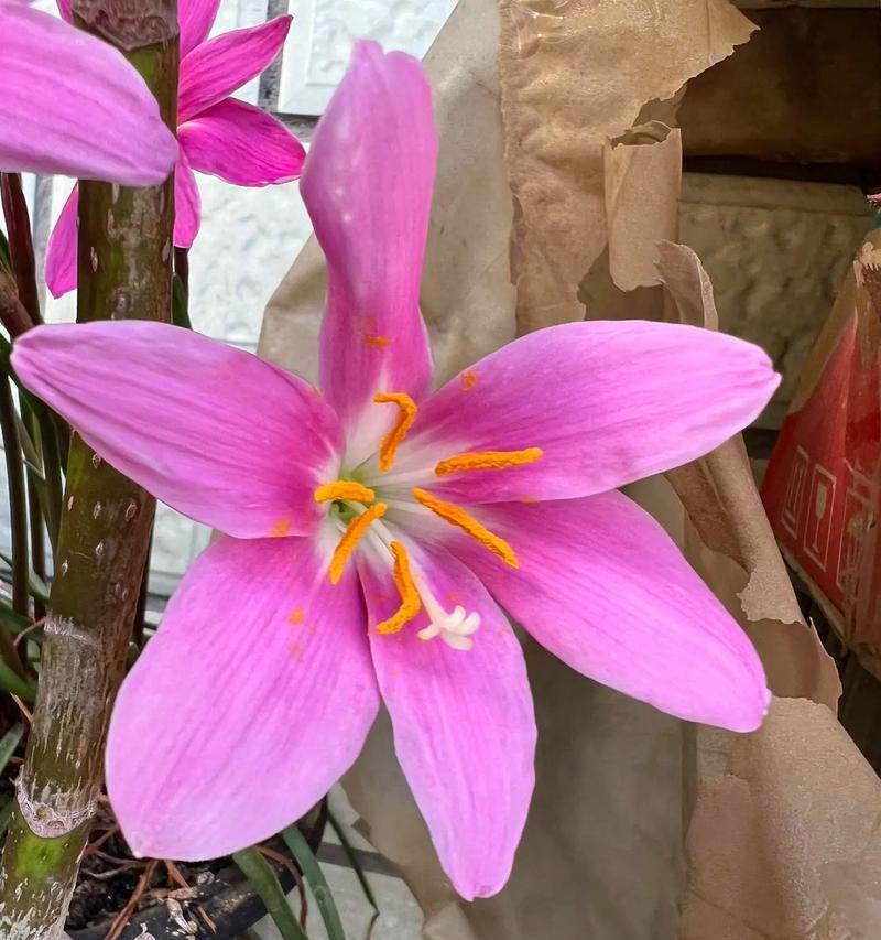 象征能干的花有哪些？能干的花的花语是什么？