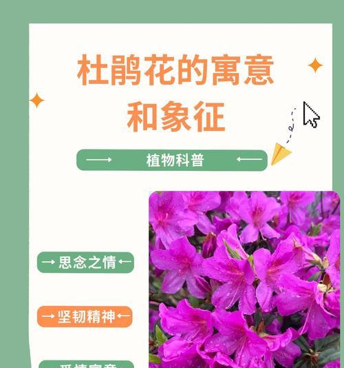 象征能干的花有哪些？能干的花的花语是什么？