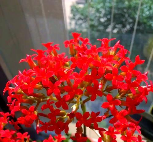 寓意吉祥的长寿花是什么？长寿花的花语和养护方法有哪些？