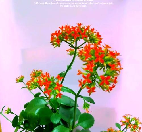 寓意吉祥的长寿花是什么？长寿花的花语和养护方法有哪些？