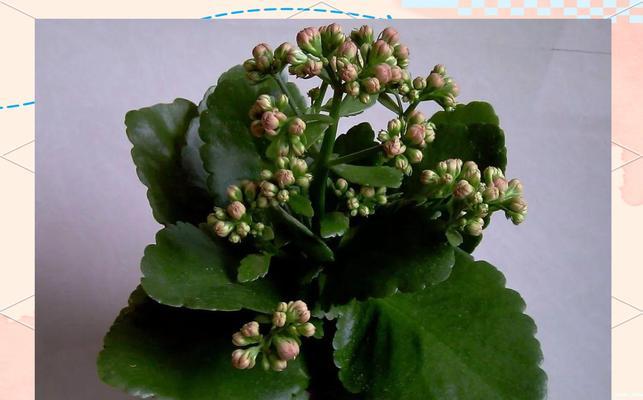 寓意吉祥的长寿花是什么？长寿花的花语和养护方法有哪些？