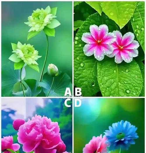 104朵花的寓意是什么意思？如何正确解读104朵花的含义？