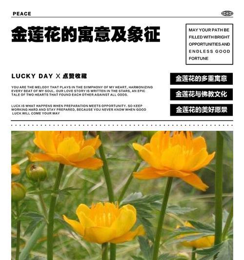 104朵花的寓意是什么意思？如何正确解读104朵花的含义？