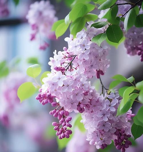 紫色的花代表什么花语？紫色花卉的象征意义有哪些？