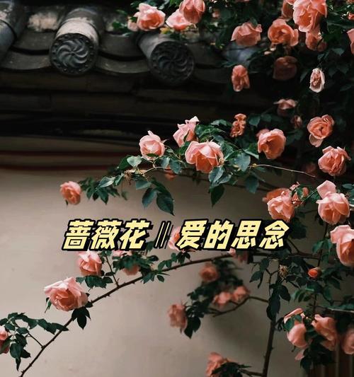 爱什么什么的花语是什么意思？常见问题解答