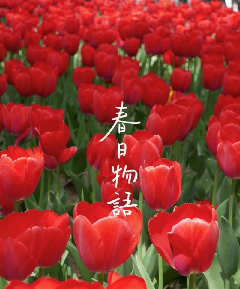 爱什么什么的花语是什么意思？常见问题解答