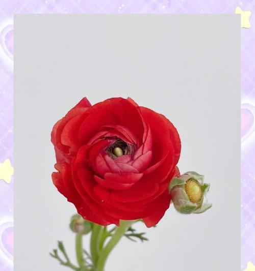 大皇冠的花语是什么？如何正确解读大皇冠的含义？