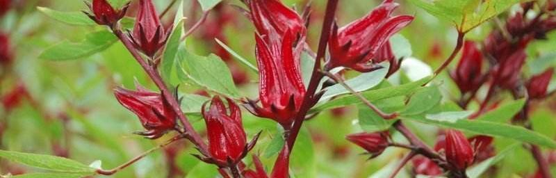 洛神花象征着什么？洛神花的含义和用途有哪些？
