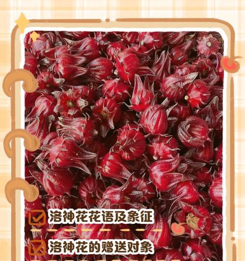 洛神花象征着什么？洛神花的含义和用途有哪些？