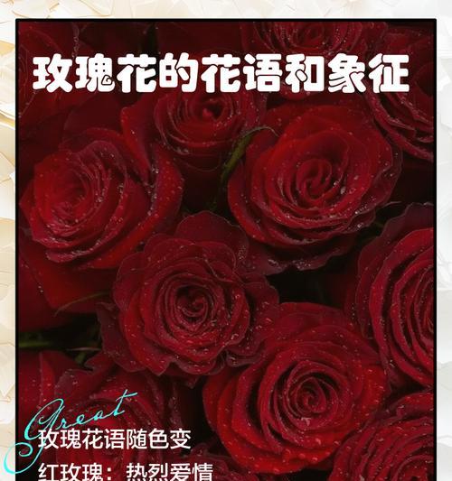 红色玫瑰花语是什么意思？送红色玫瑰代表什么情感？