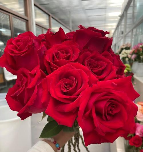 红色玫瑰花语是什么意思？送红色玫瑰代表什么情感？