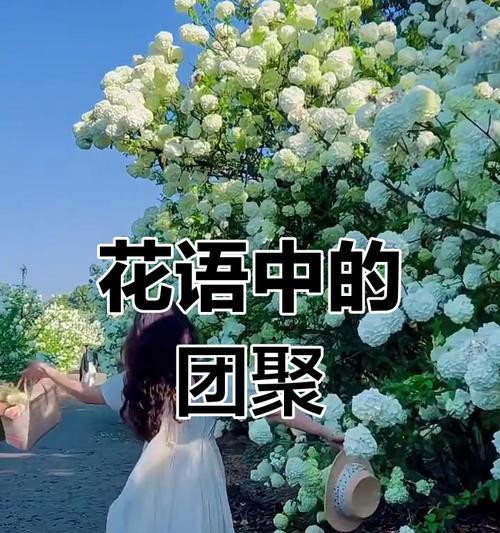 象征团圆美好幸福的花是什么花？如何用它来表达祝福？