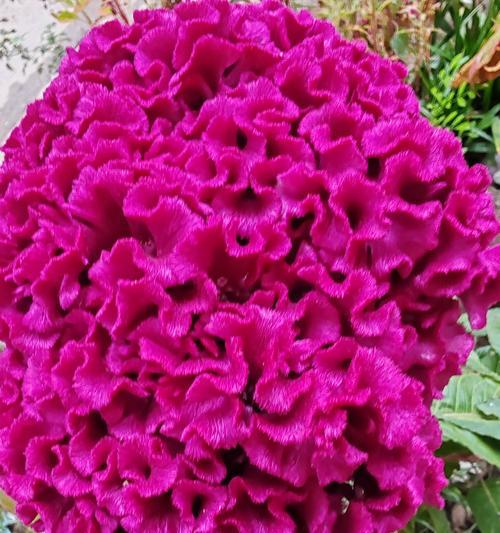 什么花象征着文化石？文化石的花卉代表是什么？