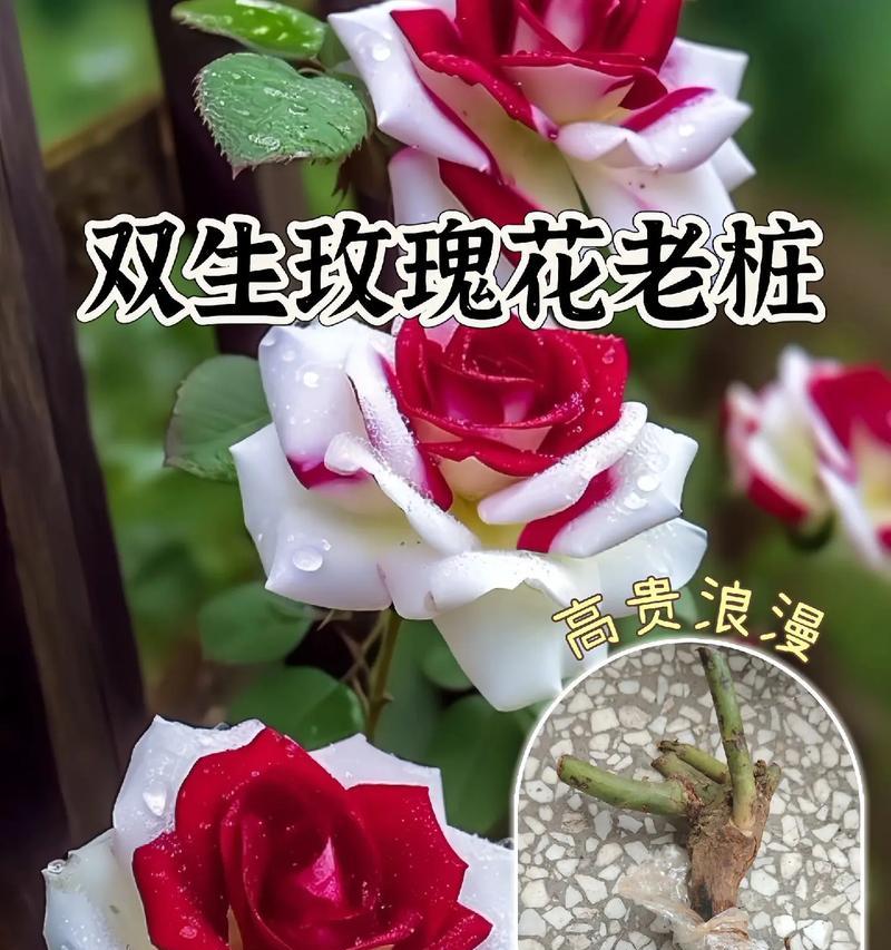 玫瑰花在祭祖时代表什么？为什么选择玫瑰花作为祭品？