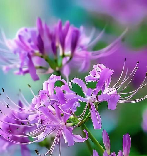 花语能看出来什么？不同花朵的花语含义有哪些？
