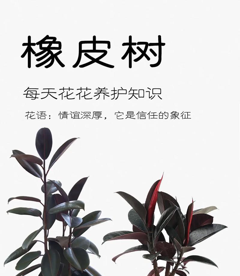 花语能看出来什么？不同花朵的花语含义有哪些？