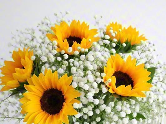 明媚勇敢的花语是什么？如何用花卉表达积极态度？