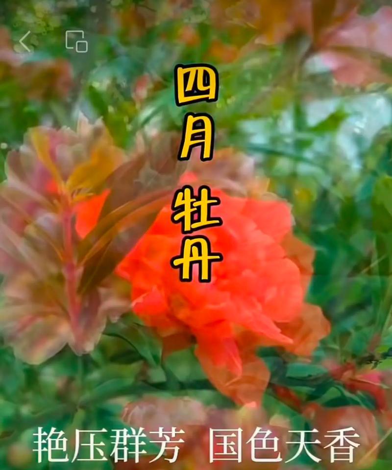 104朵花代表什么含义？花语解释及常见疑问解答？