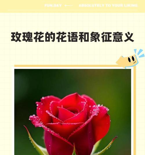玫瑰各个花语是什么？不同数量的玫瑰代表什么含义？
