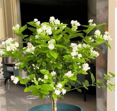 苿莉花品种繁多，每种都有什么象征意义？