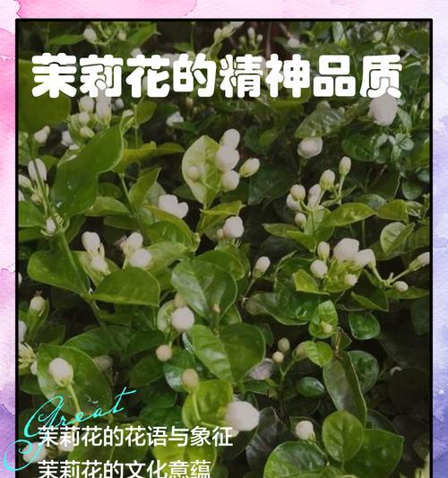 苿莉花品种繁多，每种都有什么象征意义？