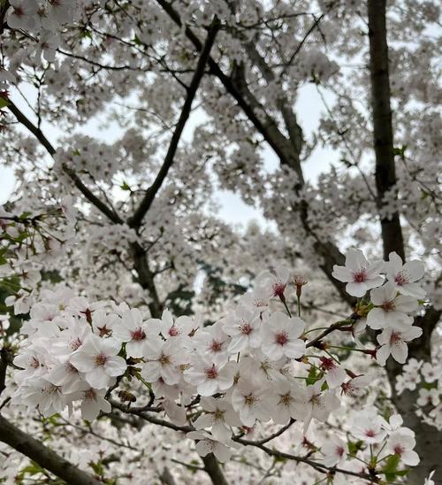 桃梨花束花语是什么？送花时应该注意什么？