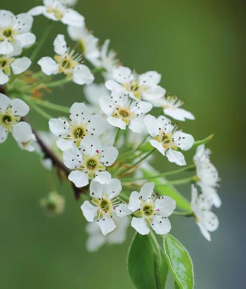 桃梨花束花语是什么？送花时应该注意什么？