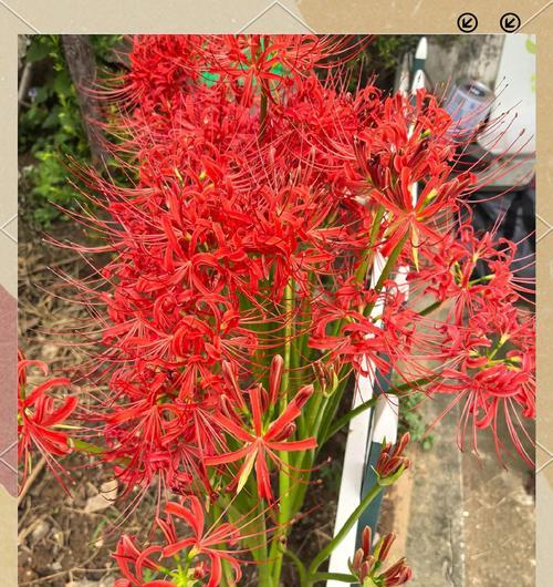 象征着死亡的花朵有哪些？它们的花语是什么？