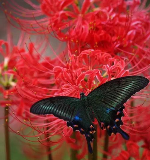 象征着死亡的花朵有哪些？它们的花语是什么？