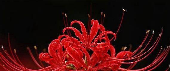象征着死亡的花朵有哪些？它们的花语是什么？